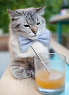 辛纳的统治风暴，从戴维斯杯鏖战到美网的全场主宰