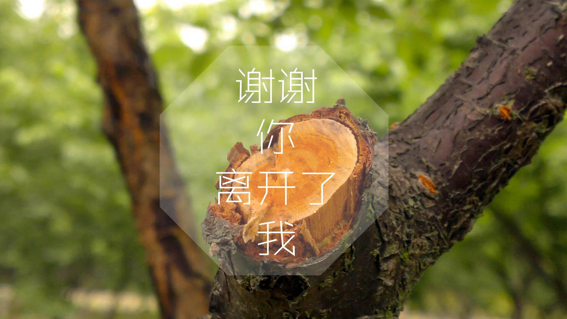 平行宇宙的哨响，当约基奇在猛龙与老鹰的错位时空中拆解防线