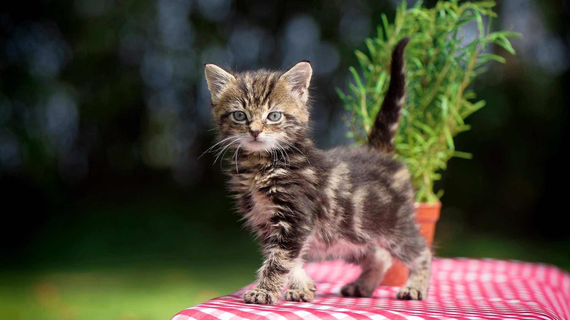 莫德里奇,大场面先生,从南非的较量到欧洲之巅的孤寂荣光
