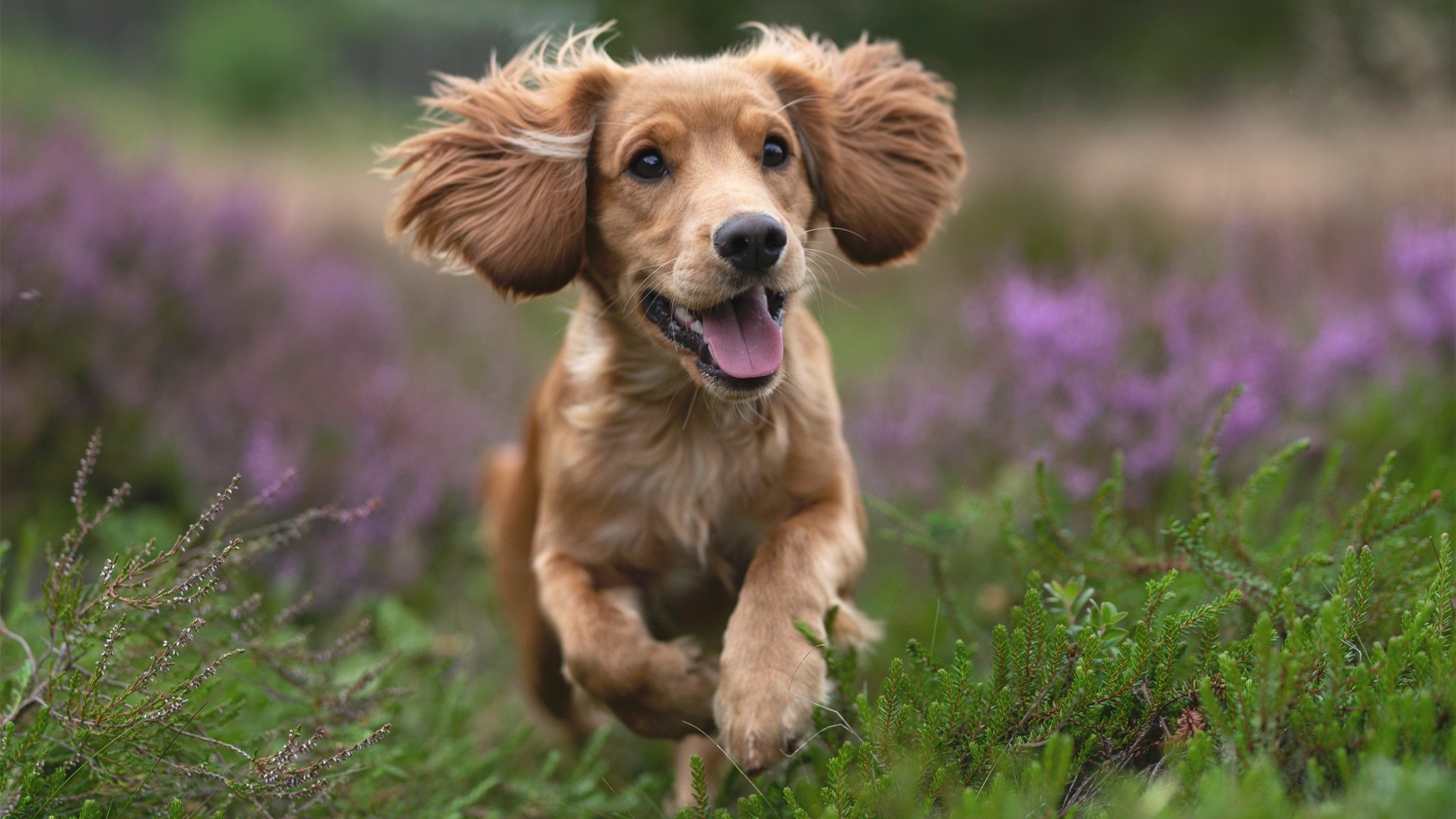 数据核爆，铁血吞噬，当恩佐的华丽表演撞上皇马的无情算法