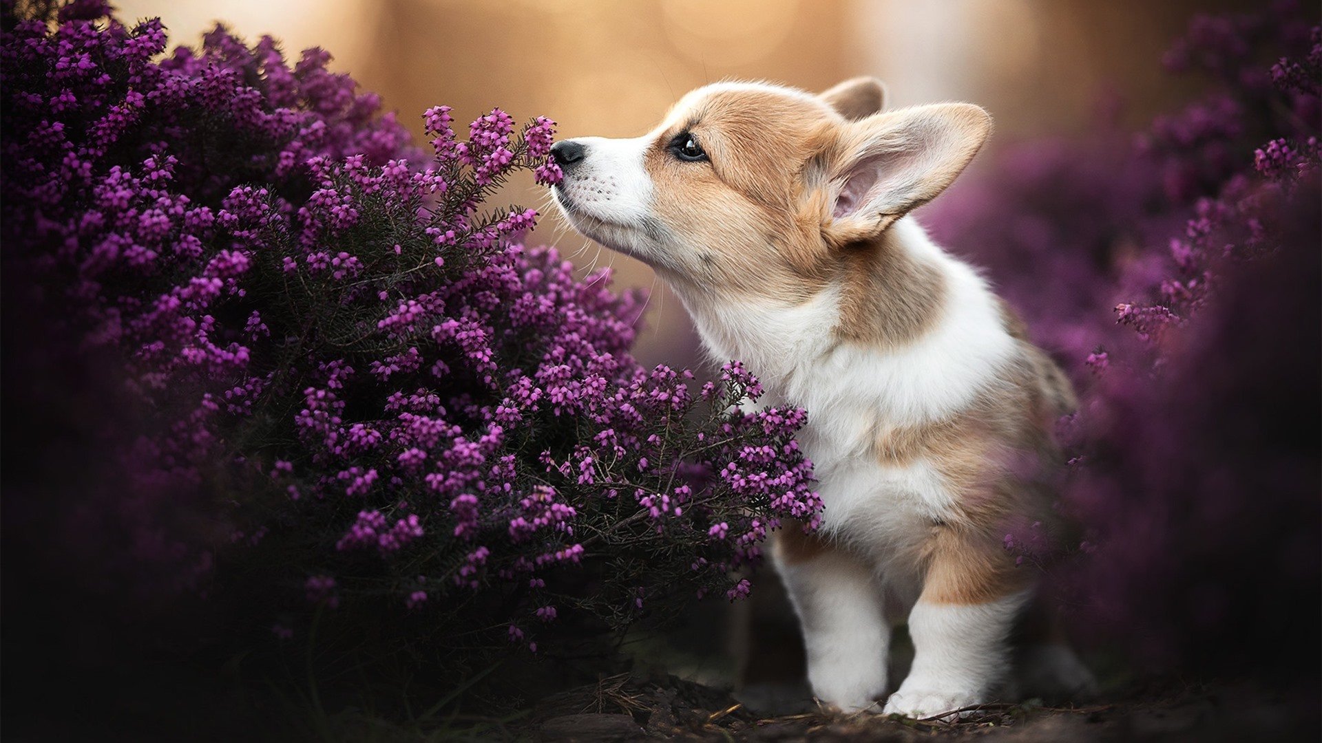 迷雾航行者，内马尔如何将2026世界杯之夜铸成巴西的节奏革命