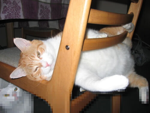 跨越时空的对决，当文班亚马的巨掌遇上独行侠的蜂群思维