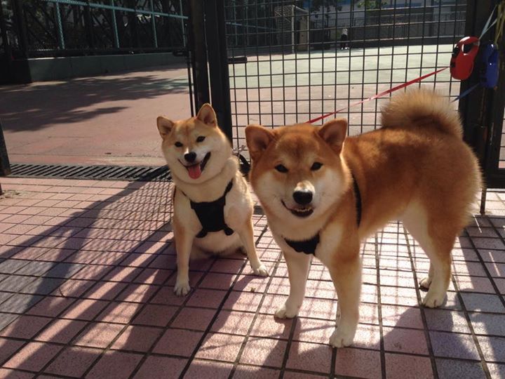 狂轰40分！鹈鹕新王米切尔率队轻取山西