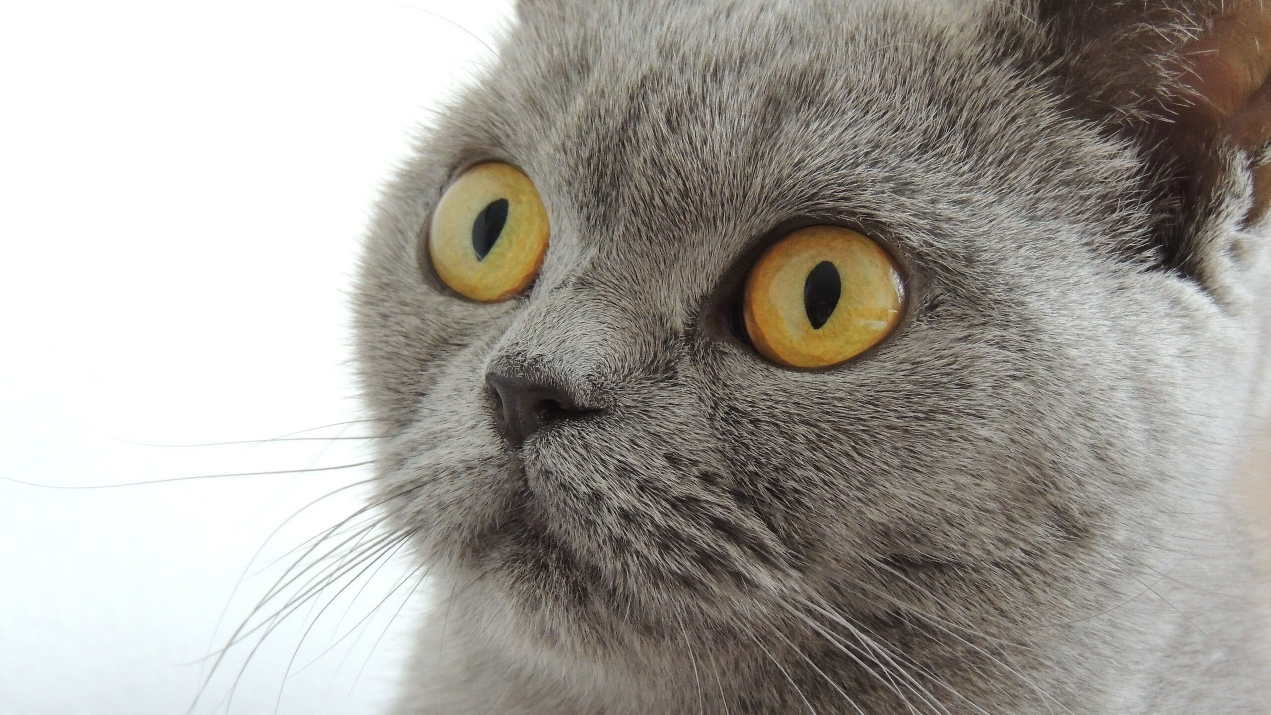 跨越洲际的绿茵火花，阿根廷国家队险胜AC米兰，加克波扮演关键破局者