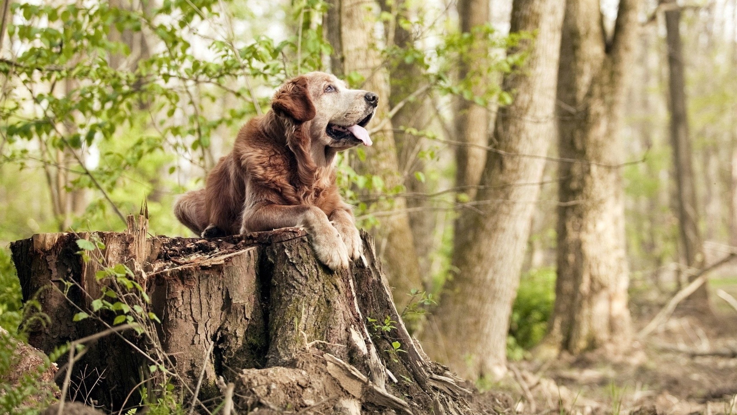 唯一性的轰鸣，当文班亚马的封盖与开拓者的三分雨锁定胜局