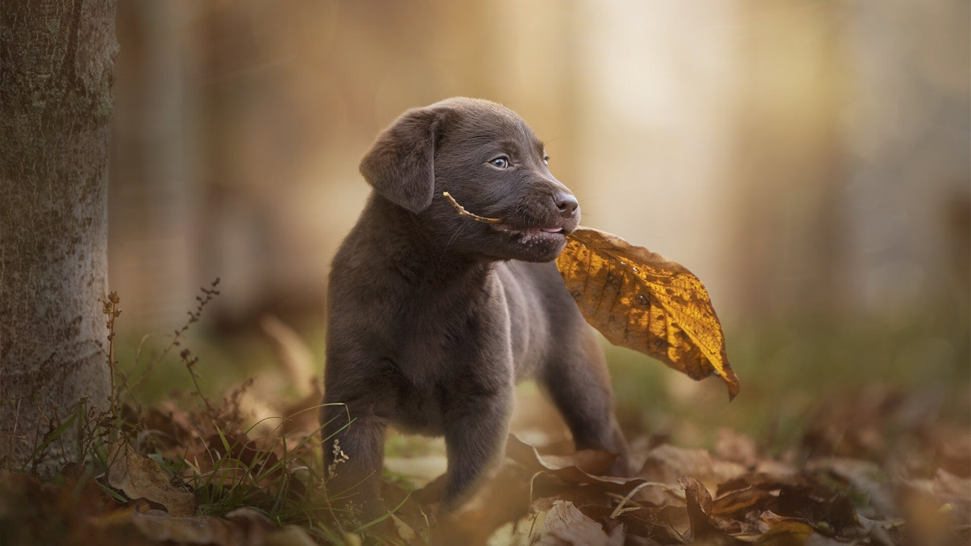 跨越大洋的双响炮，活塞小将的拼劲与詹皇的不朽夜