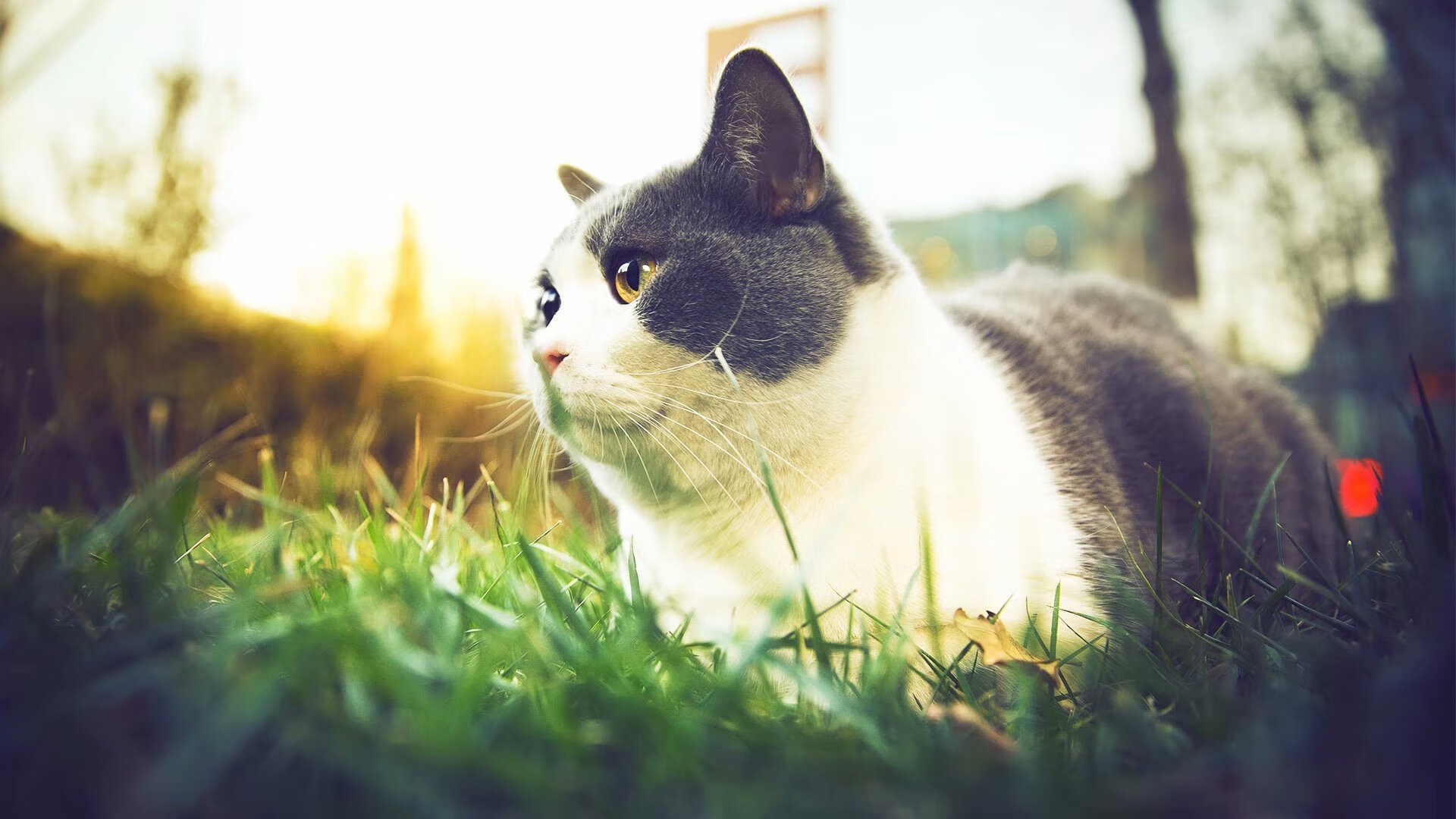 跨越安第斯的轰鸣,楚阿梅尼连续得分助佛罗伦萨提前终结悬念智利