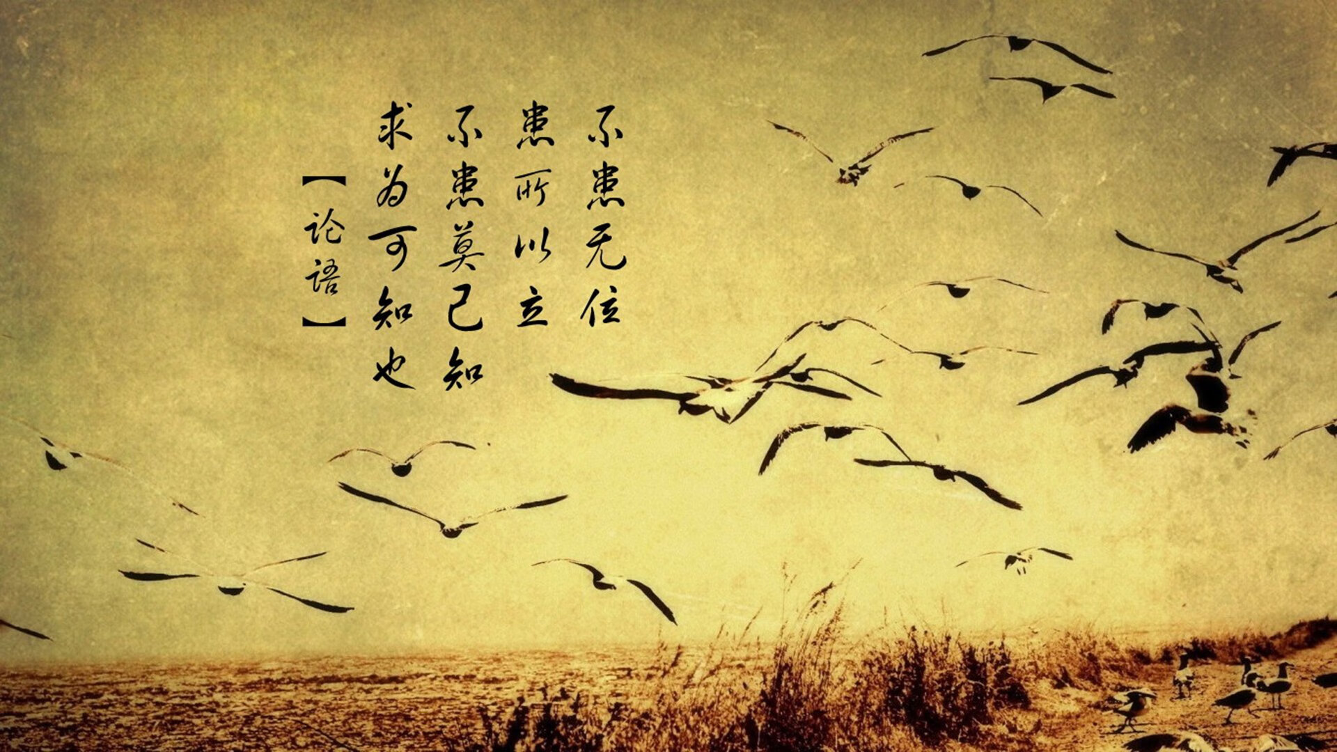 节奏之刃，2026世界杯B组，伊朗如何用一张一弛的东方智慧完成对厄瓜多尔的致命一击